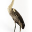 White-Necked Heron standing on wooden mount looking left