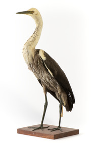 White-Necked Heron standing on wooden mount looking left