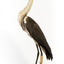 White-Necked Heron standing on wooden mount looking left