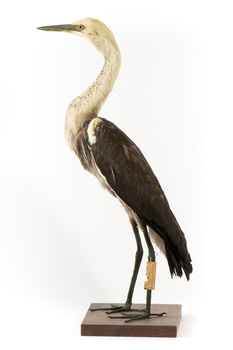 White-Necked Heron standing on wooden mount looking left