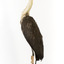 White-Necked Heron standing on wooden mount looking left