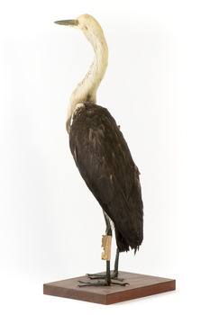 White-Necked Heron standing on wooden mount looking left