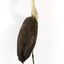 White-Necked Heron standing on wooden mount looking left