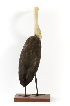 White-Necked Heron standing on wooden mount looking left