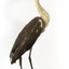 White-Necked Heron standing on wooden mount looking left