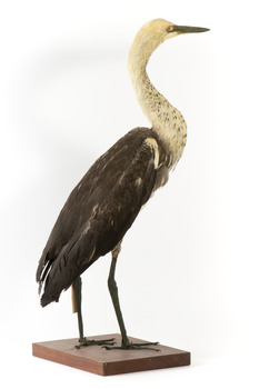 White-Necked Heron standing on wooden mount looking left