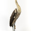 White-Necked Heron standing on wooden mount looking left