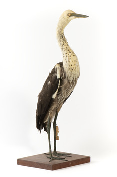 White-Necked Heron standing on wooden mount looking left