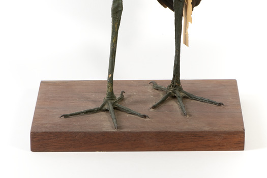 White-Necked Heron standing on wooden mount looking left