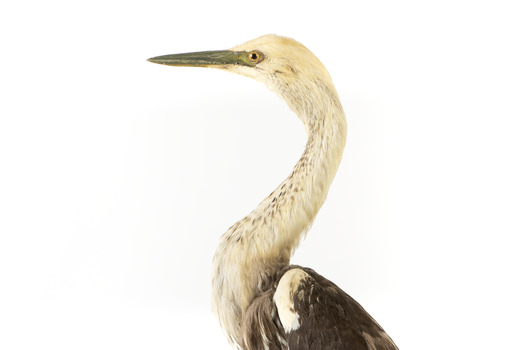 White-Necked Heron standing on wooden mount looking left