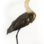 White-Neck Heron standing on wooden mount looking left