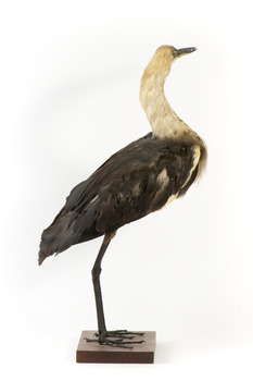 White-Neck Heron standing on wooden mount looking left