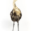 White-Neck Heron standing on wooden mount looking left