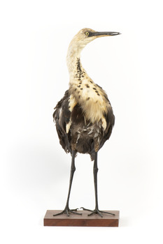 White-Neck Heron standing on wooden mount looking left