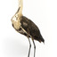 White-Neck Heron standing on wooden mount looking left