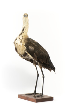 White-Neck Heron standing on wooden mount looking left