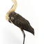 White-Neck Heron standing on wooden mount looking left