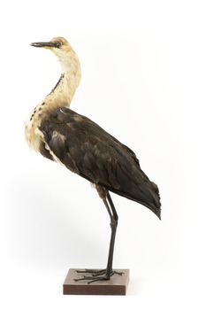 White-Neck Heron standing on wooden mount looking left