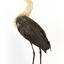 White-Neck Heron standing on wooden mount looking left