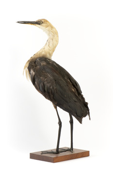 White-Neck Heron standing on wooden mount looking left