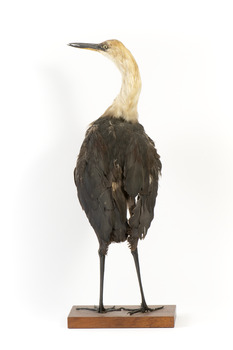 White-Neck Heron standing on wooden mount looking left