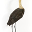 White-Neck Heron standing on wooden mount looking left