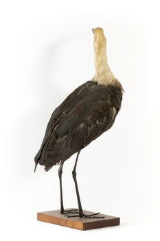 White-Neck Heron standing on wooden mount looking left