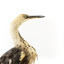 White-Neck Heron standing on wooden mount looking left