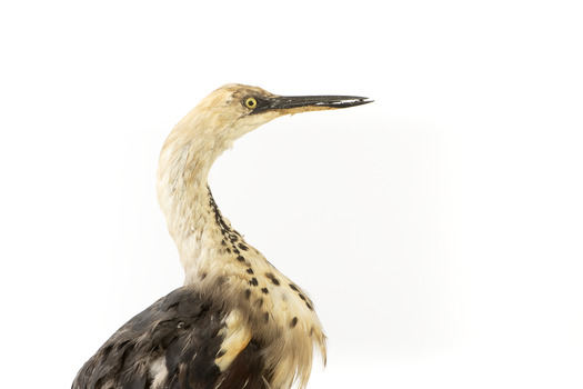 White-Neck Heron standing on wooden mount looking left