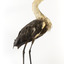 White-Neck Heron standing on wooden mount looking left