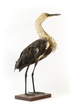 White-Neck Heron standing on wooden mount looking left