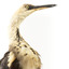 White-Neck Heron standing on wooden mount looking left