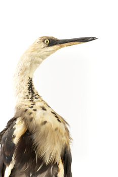 White-Neck Heron standing on wooden mount looking left