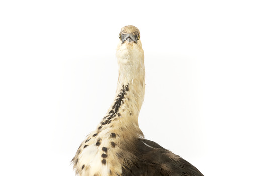 White-Neck Heron standing on wooden mount looking left