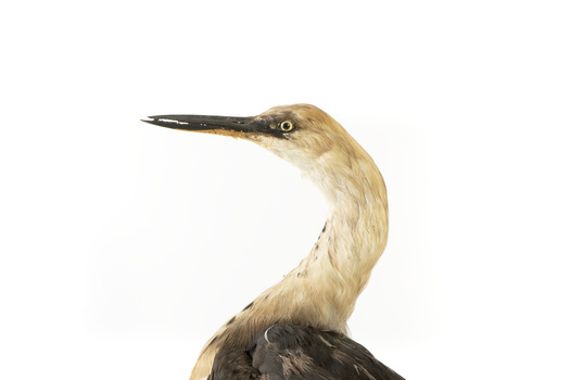 White-Neck Heron standing on wooden mount looking left