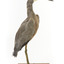 White Faced Heron standing on wooden mount looking forward 