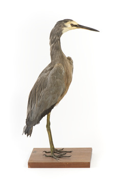 White Faced Heron standing on wooden mount looking forward 