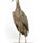 White Faced Heron standing on wooden mount looking forward 