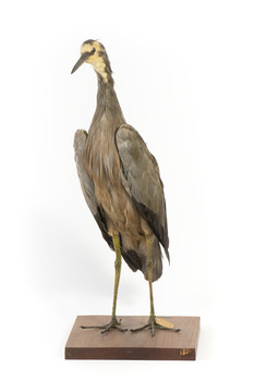 White Faced Heron standing on wooden mount looking forward 