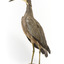 White Faced Heron standing on wooden mount looking forward 