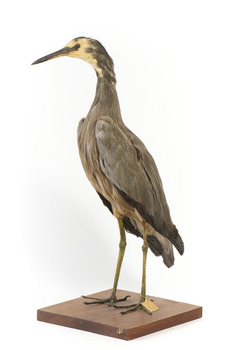 White Faced Heron standing on wooden mount looking forward 