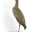 White Faced Heron standing on wooden mount looking forward 