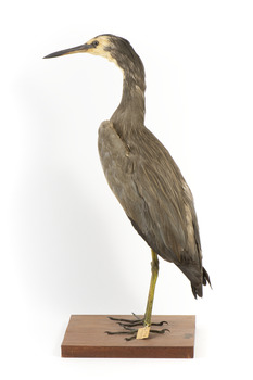 White Faced Heron standing on wooden mount looking forward 