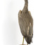 White Faced Heron standing on wooden mount looking forward 