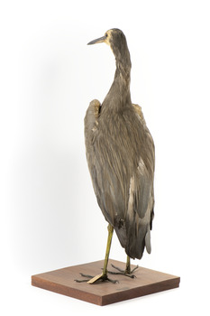 White Faced Heron standing on wooden mount looking forward 