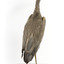 White Faced Heron standing on wooden mount looking forward 