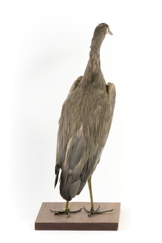 White Faced Heron standing on wooden mount looking forward 