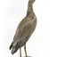 White Faced Heron standing on wooden mount looking forward 