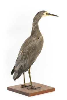 White Faced Heron standing on wooden mount looking forward 