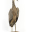 White Faced Heron standing on wooden mount looking forward 